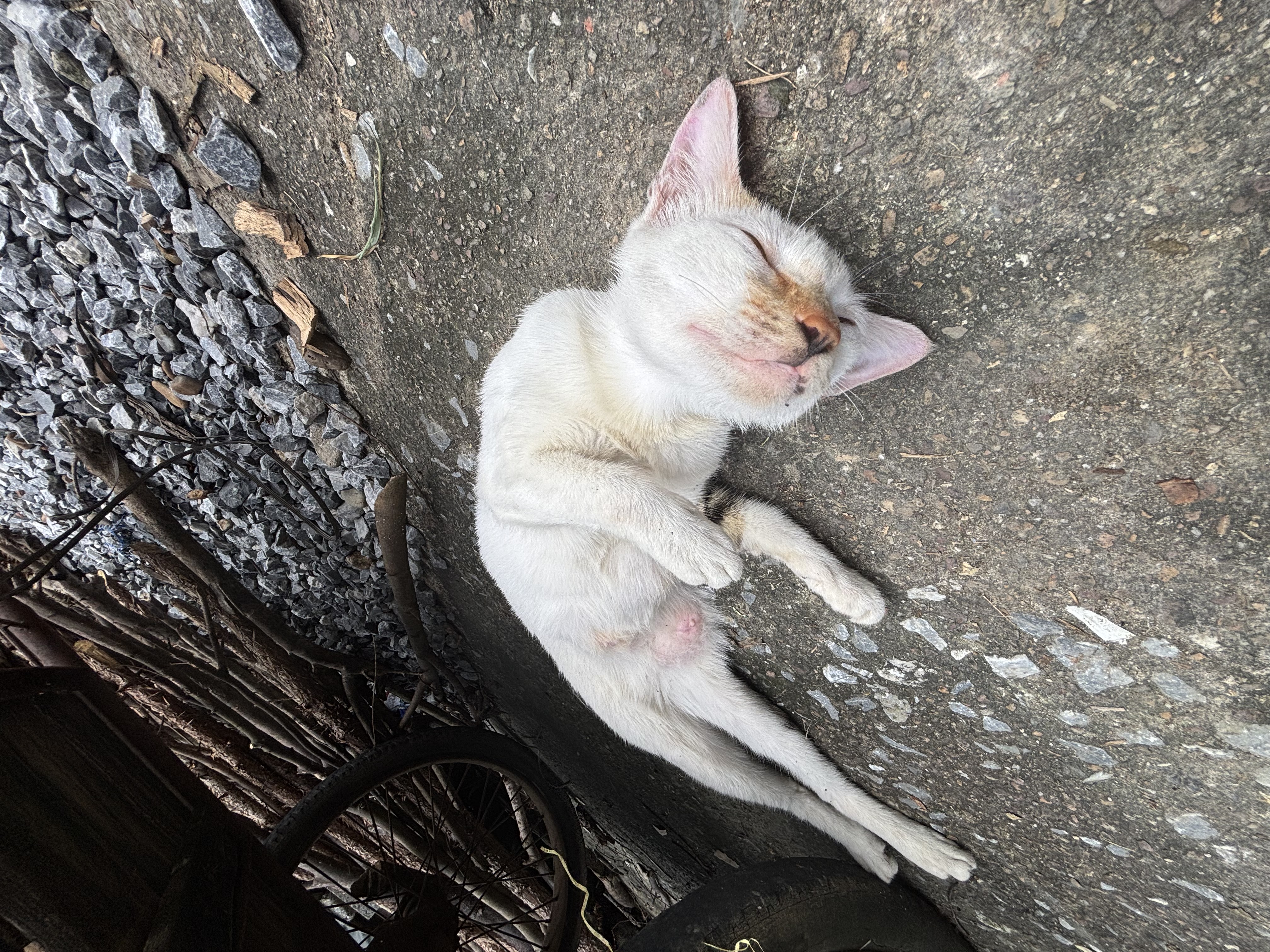 猪咪